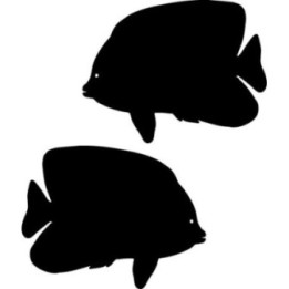 Angelfish Stickers – Tropical Fish Ocean Decals (2-Pack)