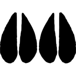 Buy Antelope Hoof Print Tracks Decal Sticker Online
