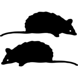 Buy Baby Mouse Decal Sticker Online