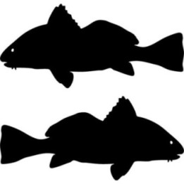 Buy Black Drum Fish Sticker Online