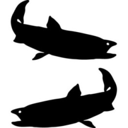 Buy Bull Trout Fish Sticker Online