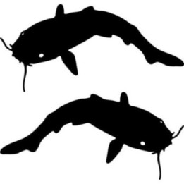 Buy Catfish Fish Sticker Online