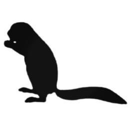 Buy Ferret Decal Sticker Online