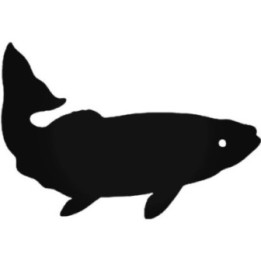 Buy Golden Trout Fish Sticker Online