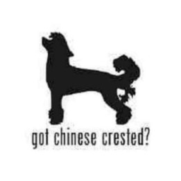 Buy Got Chinsese Crested Toy Dog Decal Sticker Online