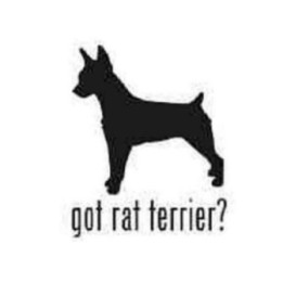 Buy Got Rat Terrier Dog Decal Sticker Online