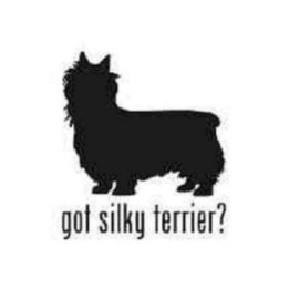 Buy Got Silky Terrier Toy Dog Decal Sticker Online
