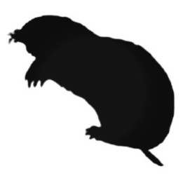 Buy Mole Standing On Hind Legs Decal Sticker Online