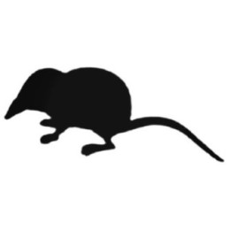 Buy Mole With Long Tail Decal Sticker Online