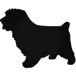 Buy Norfolk Terrier Dog 2 Vinyl Decal Sticker Online