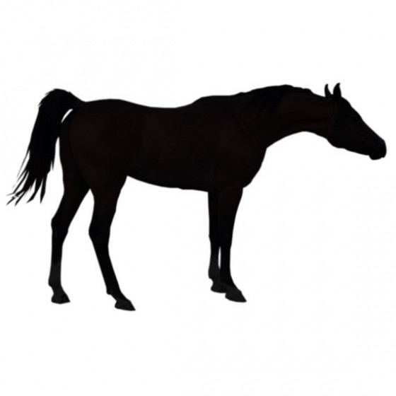 Horse Vinyl Decal Sticker V148