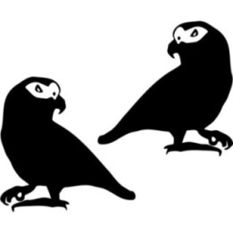 Buy African Grey Parrot Wildlfie Online