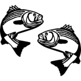 Buy Bass Fish Wildlfie Online