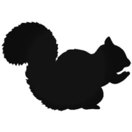 Buy Squirrel Tree Fun Cute Girl Acorn Vinyl Decal Sticker Online