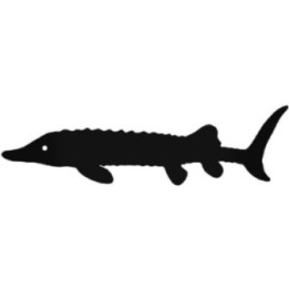 Sturgeon Stickers – Freshwater Fish Decals (2-Pack)