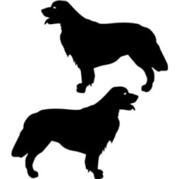 Buy Golden Retriever Dog Online
