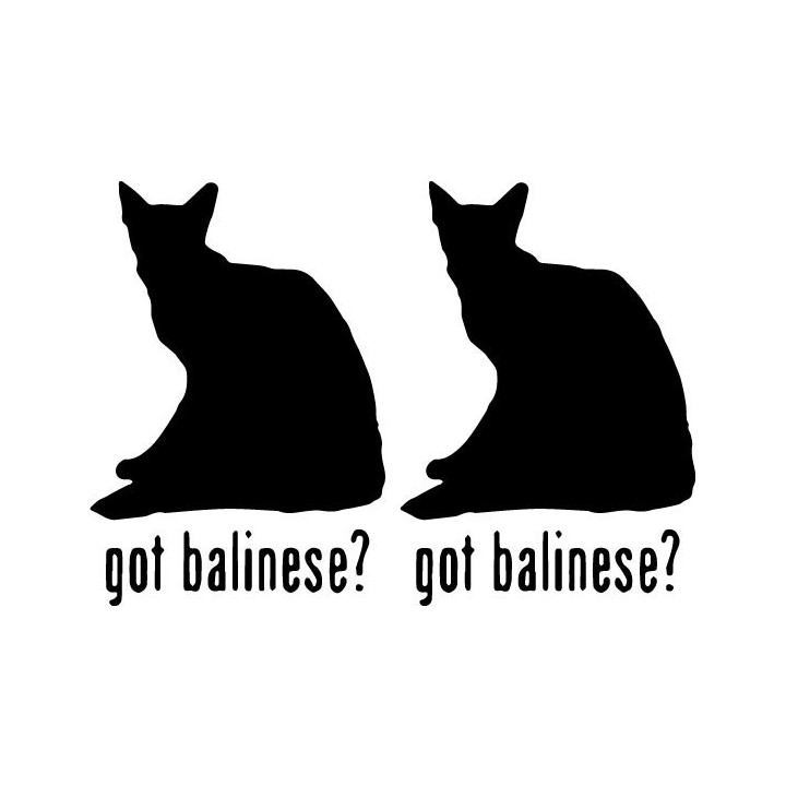 Buy Got Balinese Cat Online