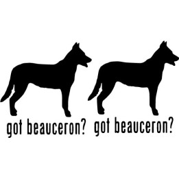 Buy Got Beauceron Dog Online