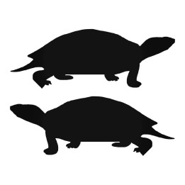 Buy Turtle 8 Decal Sticker Online