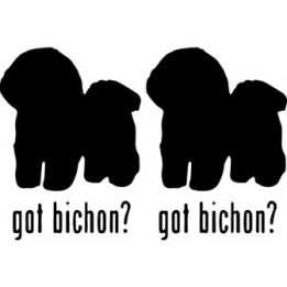 Buy Got Bichon Dog Online