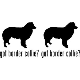 Buy Got Border Collie Dog Online