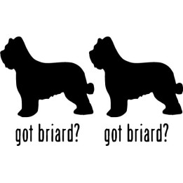 Buy Got Briard Dog Online