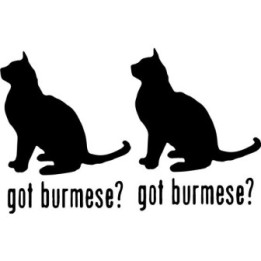 Buy Got Burmese Cat Online