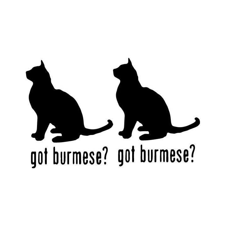 Buy Got Burmese Cat Online