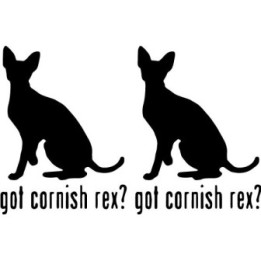 Buy Got Cornish Rex Cat Online