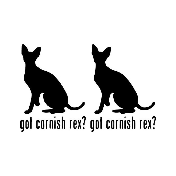 Buy Got Cornish Rex Cat Online