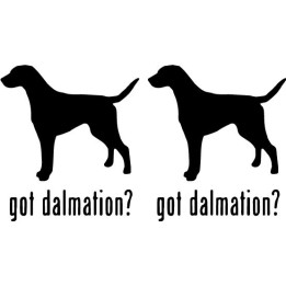 Buy Got Dalmatian Dog Online