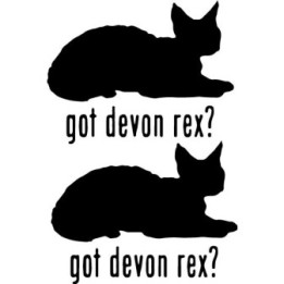 Buy Got Devon Rex Cat Online