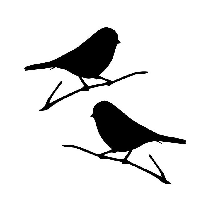 Buy Finch Songbird Wildlfie Online