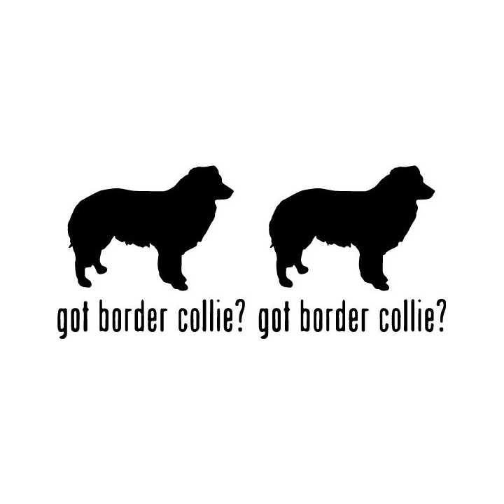 Buy Got Border Collie Dog Online