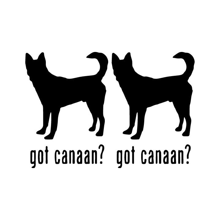Buy Got Canaan Dog Online