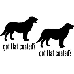 Buy Got Flat Coated Retriever Dog Online