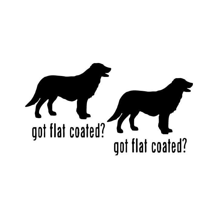 Buy Got Flat Coated Retriever Dog Online