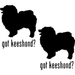Buy Got Keeshond Dog Online