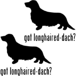 Buy Got Longhaired Dachshund Dog Online