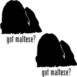 Buy Got Maltese Toy Dog Decal Sticker 2 Online