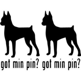 Buy Got Minature Pinscher Toy Dog Online