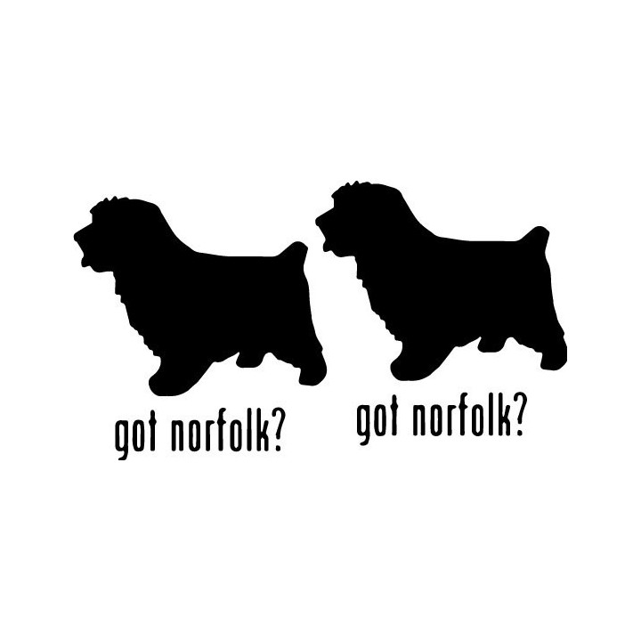 Buy Got Norfolk Terrier Dog Online