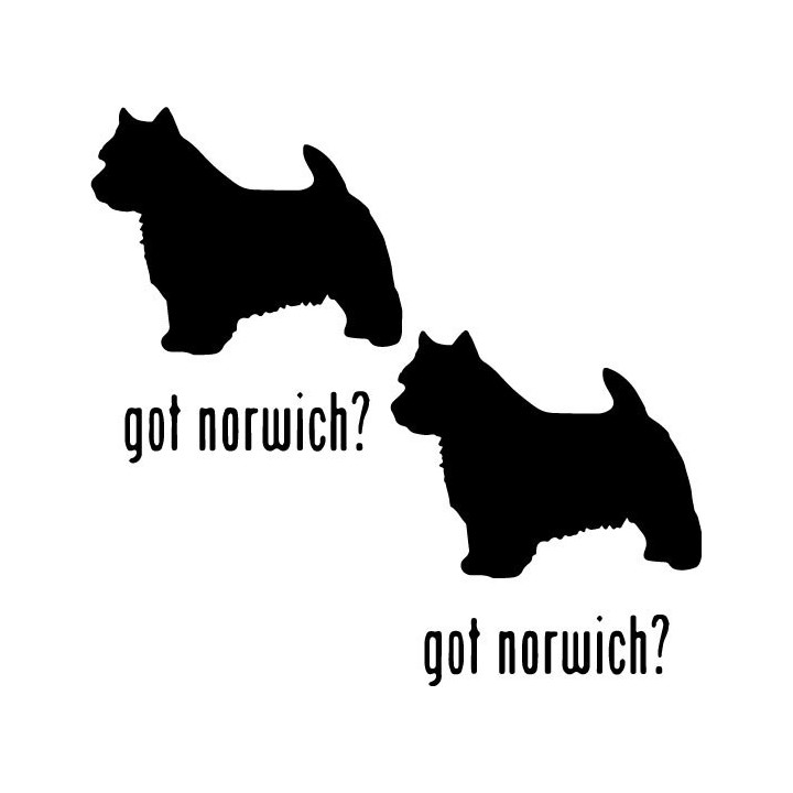 Buy Got Norwich Terrier Dog Online