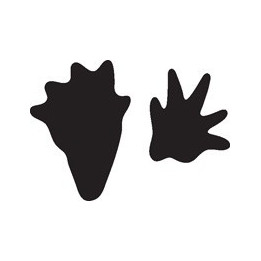 Beaver Decal Sticker V33 - DecalsHouse