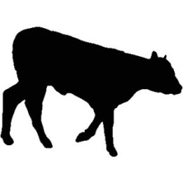 Cattle Stickers – Walking Cow Silhouette Decals (2-Pack)