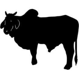 Brahman Bull Stickers – Cattle Farm Animal Decals (2-Pack)
