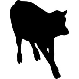 Calf Silhouette Stickers – Baby Cow Farm Decals (2-Pack)
