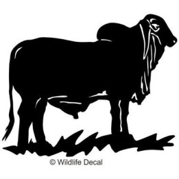 Brahman Bull Stickers – Cattle Ranch Decals (2-Pack)