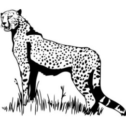 Cheetah Vinyl Decal Sticker - DecalsHouse