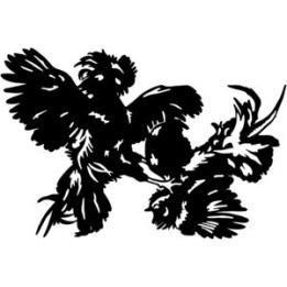 Chicken Stickers – Rooster Hen Poultry Decals (2-Pack)